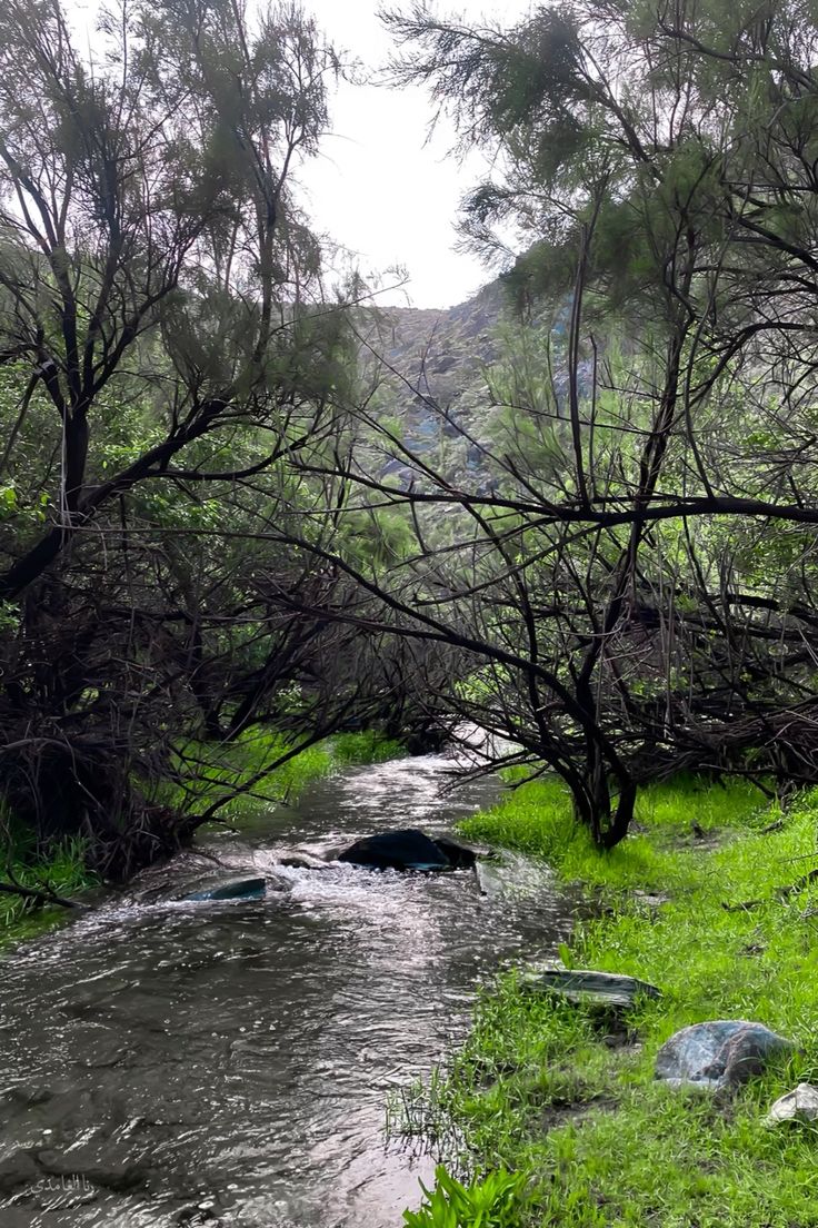 Al Baha