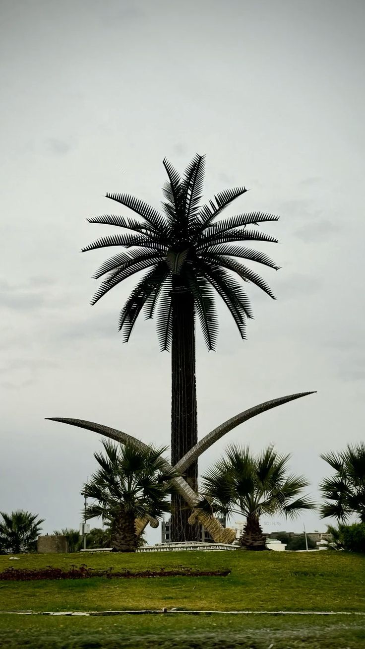 Al Baha 4
